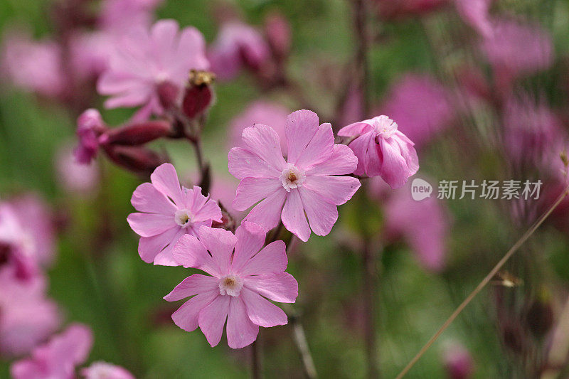 欧洲野花:盛开的红色剪秋花，Rote Lichtnelke (Silene dioica)